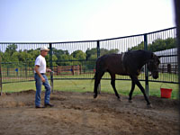 Randy Bird Equine Education