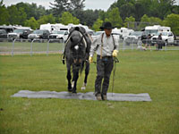 Randy Bird Equine Education