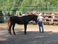 Randy Bird Equine Education