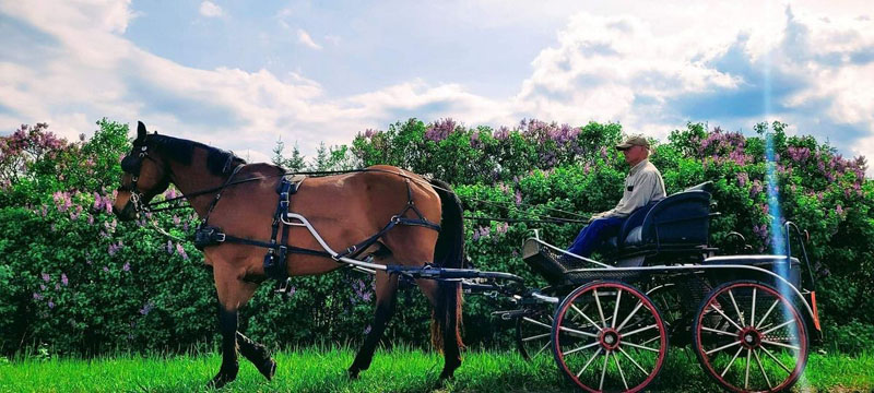 Randy Bird Equine Education