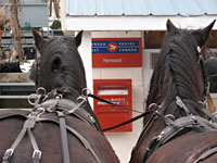 Randy Bird Equine Education